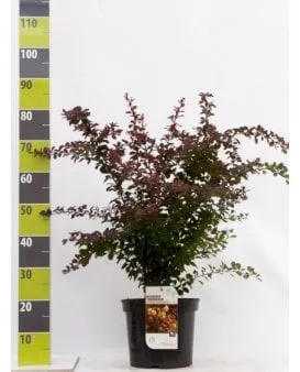 Rote Berberitze für Hecke