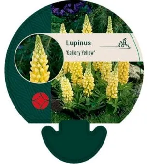 Garten-Lupine